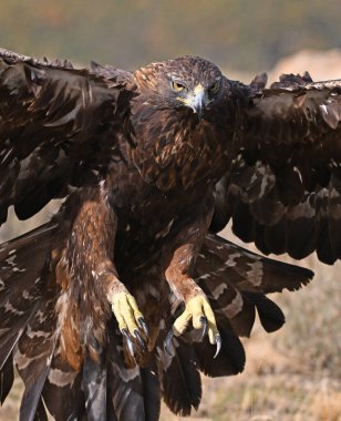 İspanya dağlarında güçlü bir altın kartal