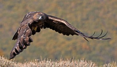 İspanya dağlarında güçlü bir altın kartal