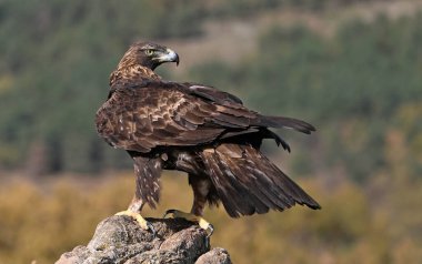 İspanya dağlarında güçlü bir altın kartal