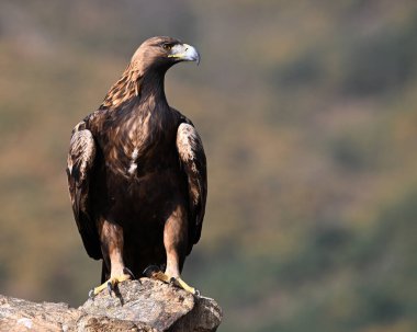 Dağdaki güçlü bir altın kartal