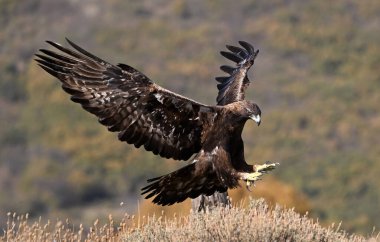Dağdaki güçlü bir altın kartal