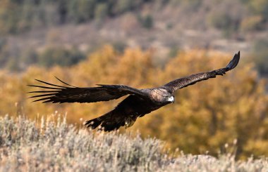 Dağdaki güçlü bir altın kartal