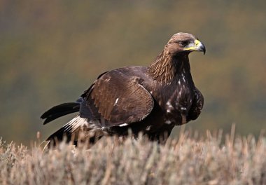 Dağdaki güçlü bir altın kartal