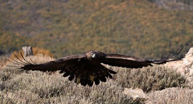 Dağdaki güçlü bir altın kartal