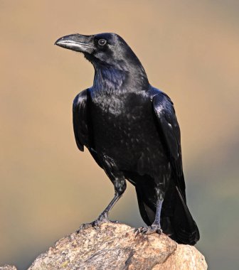 Dağdaki güçlü bir kara karga