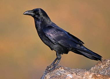 Dağdaki güçlü bir kara karga