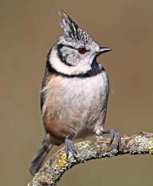 A crested tit perched on a branch