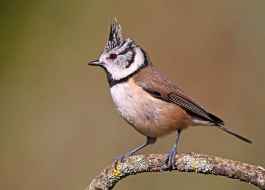 A crested tit perched on a branch