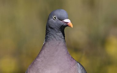 Sıradan ahşap güvercin, Columba palumbus, çimenlerdeki tek kuş.,