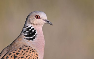 İspanya 'da güzel bir Avrupa kaplumbağası güvercini