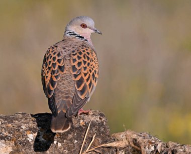 İspanya 'da güzel bir Avrupa kaplumbağası güvercini
