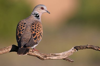İspanya 'da güzel bir Avrupa kaplumbağası güvercini