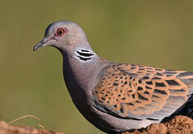 İspanya 'da güzel bir Avrupa kaplumbağası güvercini
