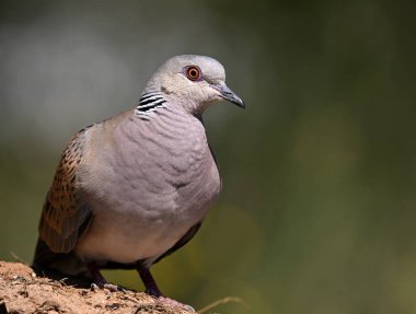 İspanya 'da güzel bir Avrupa kaplumbağası güvercini