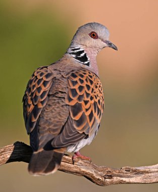İspanya 'da güzel bir Avrupa kaplumbağası güvercini