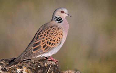 İspanya 'da güzel bir Avrupa kaplumbağası güvercini