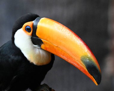 Kocaman turuncu gagalı güzel bir tukan.