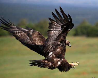 Görkemli ve ciddi bir altın kartal vahşi doğada
