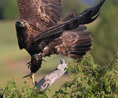 Görkemli ve ciddi bir altın kartal vahşi doğada