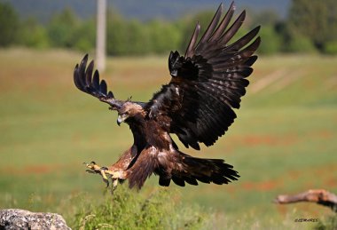 Görkemli ve ciddi bir altın kartal vahşi doğada