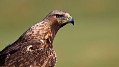 Görkemli ve ciddi bir altın kartal vahşi doğada