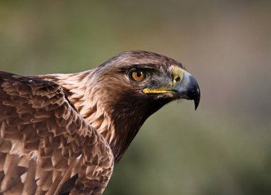 Görkemli ve ciddi bir altın kartal vahşi doğada