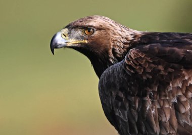 Görkemli ve ciddi bir altın kartal vahşi doğada