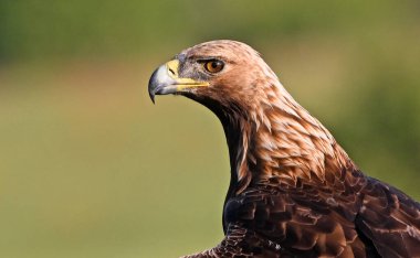 Görkemli ve ciddi bir altın kartal vahşi doğada