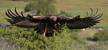 Görkemli ve ciddi bir altın kartal vahşi doğada
