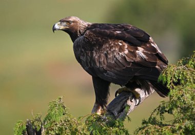 İspanya 'da görkemli bir altın kartal