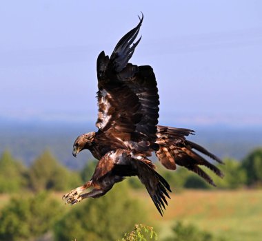 İspanya 'da görkemli bir altın kartal