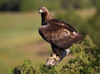 İspanya 'da görkemli bir altın kartal