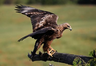 İspanya 'da görkemli bir altın kartal