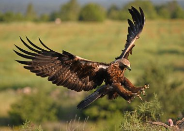 İspanya 'da görkemli bir altın kartal