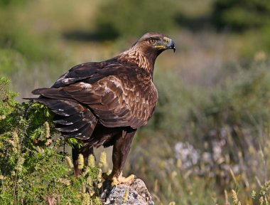 İspanya 'da görkemli bir altın kartal