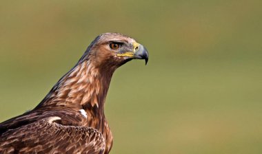 İspanya 'da görkemli bir altın kartal