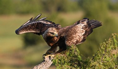 İspanya 'da görkemli bir altın kartal