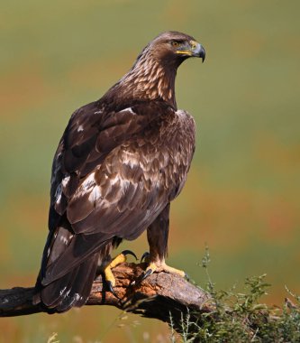 İspanya 'da güçlü bir altın kartal