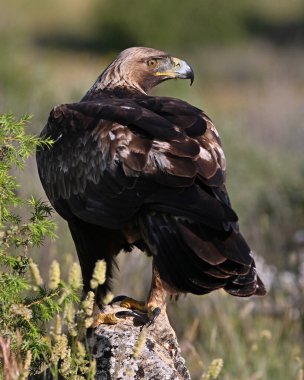 İspanya 'da güçlü bir altın kartal