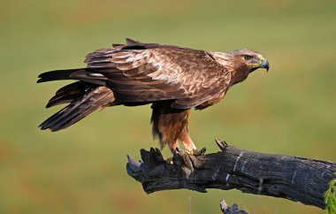 İspanya 'da güçlü bir altın kartal