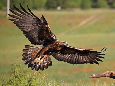 İspanya 'da güçlü bir altın kartal