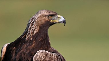 İspanya 'da güçlü bir altın kartal