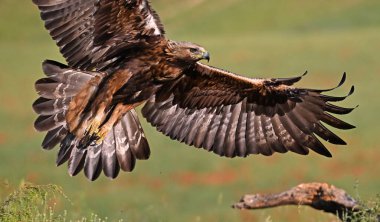 İspanya 'da güçlü bir altın kartal