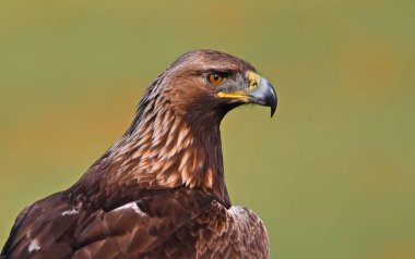 İspanya 'da güçlü bir altın kartal