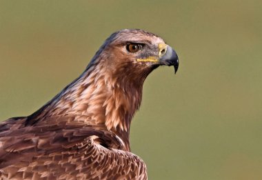 İspanya 'da güçlü bir altın kartal