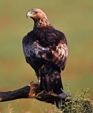 İspanya 'da güçlü bir altın kartal