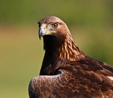 İspanya 'da güçlü bir altın kartal