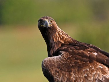 İspanya 'da görkemli bir altın kartal