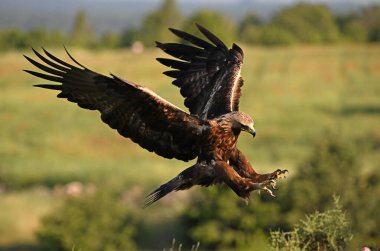 İspanya 'da görkemli bir altın kartal