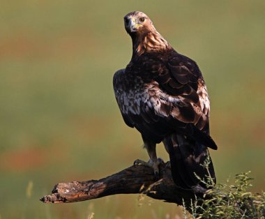 İspanya 'da görkemli bir altın kartal